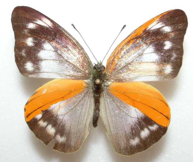 Appias nero (gynandromorph indonesia) (Internet Image property of respective owner, non-commercial use only)